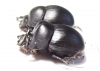 Catharsius sp., pair  Zambia - INSECTS-STORE.RU