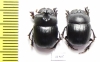 Catharsius sp., pair  Zambia - INSECTS-STORE.RU