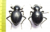 Tenebrionidae sp., pair  Angola - INSECTS-STORE.RU