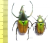 Theodosia magnifica, pair  Indonesia, Kalimantan 30mm - INSECTS-STORE.RU