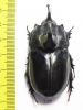Trichogomphus simson  Indonesia, Sumatra 53mm - INSECTS-STORE.RU