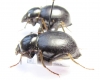 Tenebrionidae sp., pair  Angola - INSECTS-STORE.RU