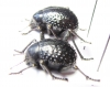 Physosterna sp., pair  Namibia - INSECTS-STORE.RU