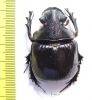 Heliocopris felschei  Tanzania 43mm - INSECTS-STORE.RU