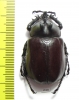 Eupatorus endoi  Vietnam - INSECTS-STORE.RU