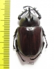 Eupatorus endoi  Vietnam - INSECTS-STORE.RU