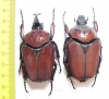 Fornasinius russus, pair  Uganda 62mm - INSECTS-STORE.RU