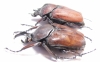 Fornasinius russus, pair  Uganda 60mm - INSECTS-STORE.RU