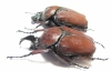 Fornasinius russus, pair  Uganda 62mm - INSECTS-STORE.RU
