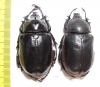 Eupatorus hardwickei cantori, pair  Myanmar 55mm - INSECTS-STORE.RU