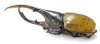 Dynastes hercules lichyi  Ecuador 144mm  - INSECTS-STORE.RU