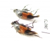 Ripiphoridae, Macrosiagon cruenta  USA - INSECTS-STORE.RU
