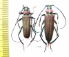 Aromia moschata malukhini, pair  Russia, Astrakhan reg. - INSECTS-STORE.RU