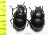 Lethrus tenuidens tenuidens, pair  Tajikistan - INSECTS-STORE.RU