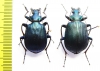 Calosoma bastardi, pair  Madagascar - INSECTS-STORE.RU