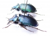 Calosoma bastardi, pair  Madagascar - INSECTS-STORE.RU