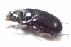 Ceratophyus hoffmannseggi, male  Spain - INSECTS-STORE.RU