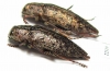 Dicerca alni, pair  Russia, Kaluga reg. - INSECTS-STORE.RU