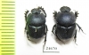 Phalops sp. Togo - INSECTS-STORE.RU