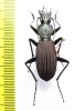 Eudromus striaticollis  Madagascar - INSECTS-STORE.RU