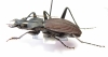 Eudromus striaticollis  Madagascar - INSECTS-STORE.RU