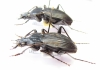 Eudromus sp., pair  Madagascar - INSECTS-STORE.RU
