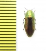Buprestidae sp.  South Africa Rep. - INSECTS-STORE.RU