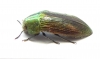 Buprestidae sp.  South Africa Rep. - INSECTS-STORE.RU