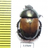 Phelotrupes bicolor  China - INSECTS-STORE.RU