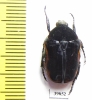 Atrichiana placida ssp.  South Africa Rep. - INSECTS-STORE.RU