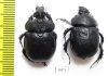 Enoplotrupes yunnanus, pair  China - INSECTS-STORE.RU