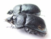 Enoplotrupes yunnanus, pair  China - INSECTS-STORE.RU