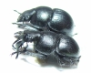 Lethrus tenuidens tenuidens, pair  Tajikistan - INSECTS-STORE.RU