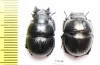 Lethrus superbus, pair  Uzbekistan - INSECTS-STORE.RU