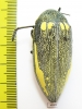 Sternocera orissa ssp., female  South Africa Rep. 48mm - INSECTS-STORE.RU
