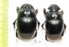 Catharsius sp., pair  South Africa Rep. - INSECTS-STORE.RU