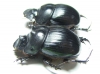 Catharsius sp., pair  South Africa Rep. - INSECTS-STORE.RU