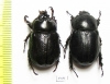 Dynastinae sp., pair  South Africa Rep. - INSECTS-STORE.RU