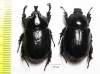 Dynastinae sp., pair  South Africa Rep. - INSECTS-STORE.RU