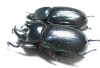 Dynastinae sp., pair  South Africa Rep. - INSECTS-STORE.RU