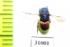 Chrysididae sp.  Russia, Moscow reg. - INSECTS-STORE.RU