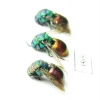 Chrysididae sp.  Russia, Tver reg. - INSECTS-STORE.RU