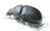 Enoplotrupes bieti, female  China - INSECTS-STORE.RU