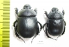 Enoplotrupes sinensis, female  China - INSECTS-STORE.RU