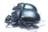 Enoplotrupes sinensis, female  China - INSECTS-STORE.RU