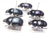 Geotrupes koltzei  Korea - INSECTS-STORE.RU