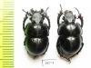 Lethrus bajsuntavicus, pair  Uzbekistan - INSECTS-STORE.RU