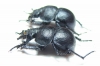 Lethrus borealis, pair  Kazakhstan - INSECTS-STORE.RU