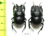 Lethrus borealis, pair  Kazakhstan - INSECTS-STORE.RU