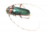 Stenaspis verticalis insignis  USA - INSECTS-STORE.RU
